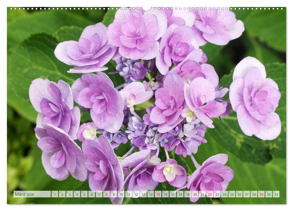 Hortensien Bezauberndes Farbenspiel (CALVENDO Premium Wandkalender 2026)