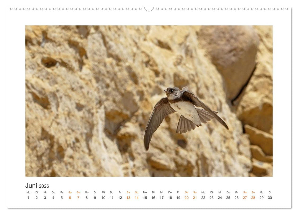 Fehmarn Vogelwelten (CALVENDO Wandkalender 2026)