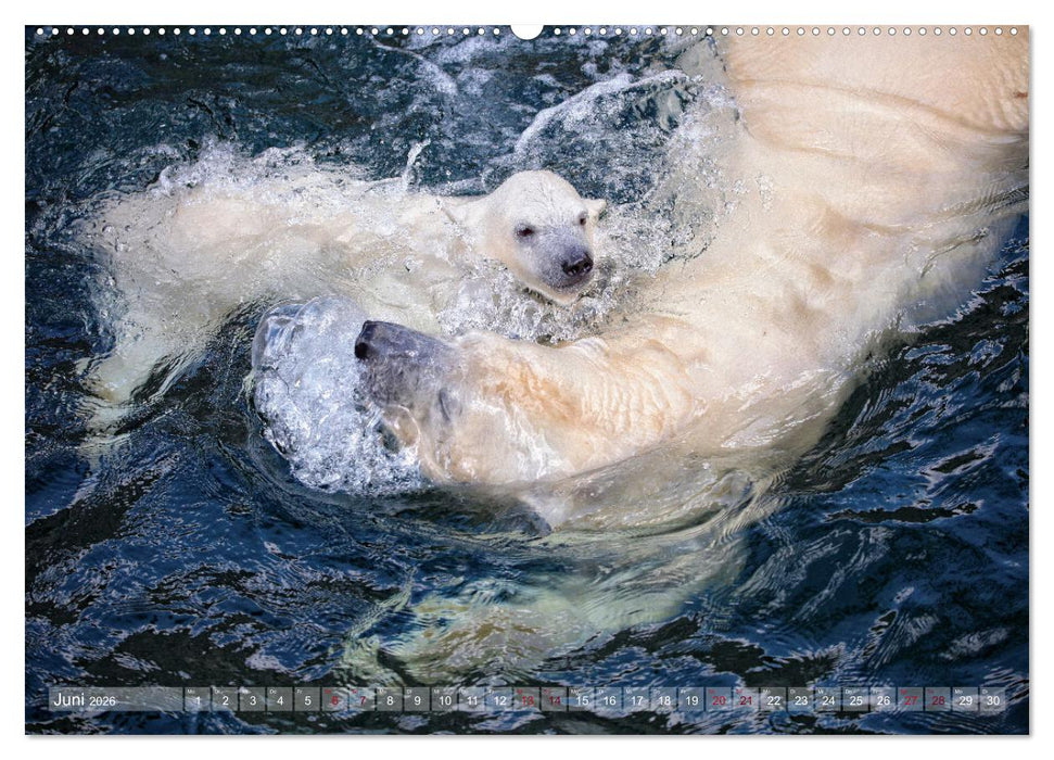 Tierisch BEWEGENDE Momente (CALVENDO Wandkalender 2026)