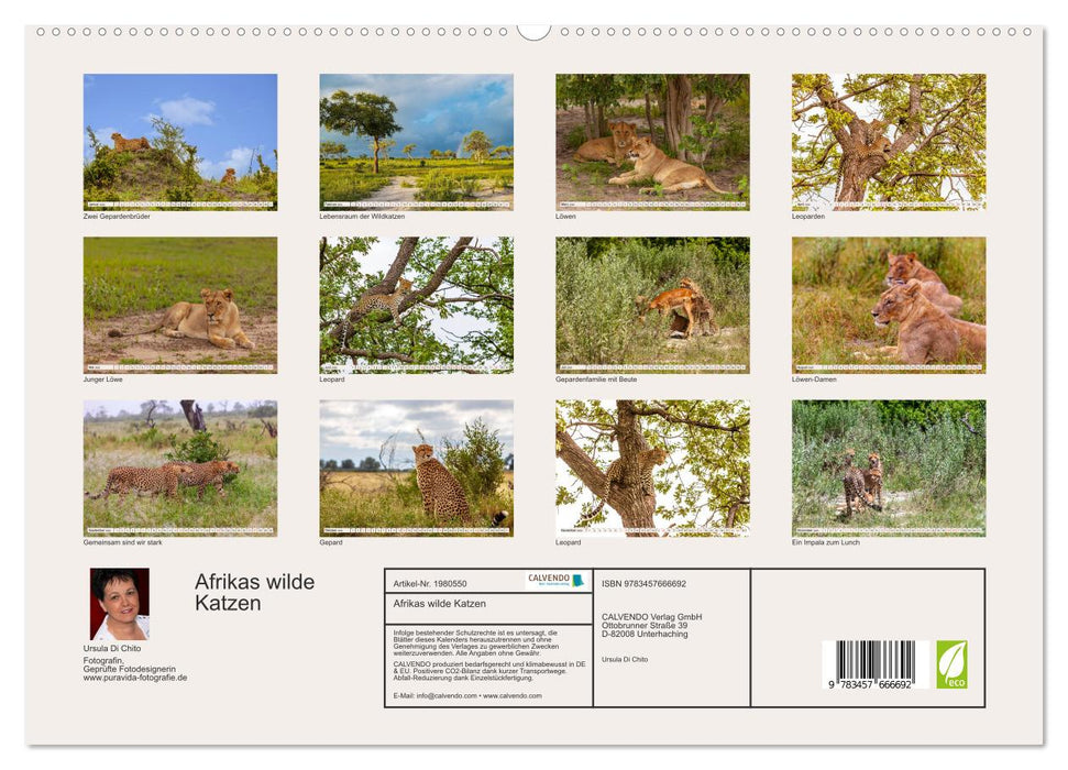 Afrikas wilde Katzen (CALVENDO Premium Wandkalender 2026)