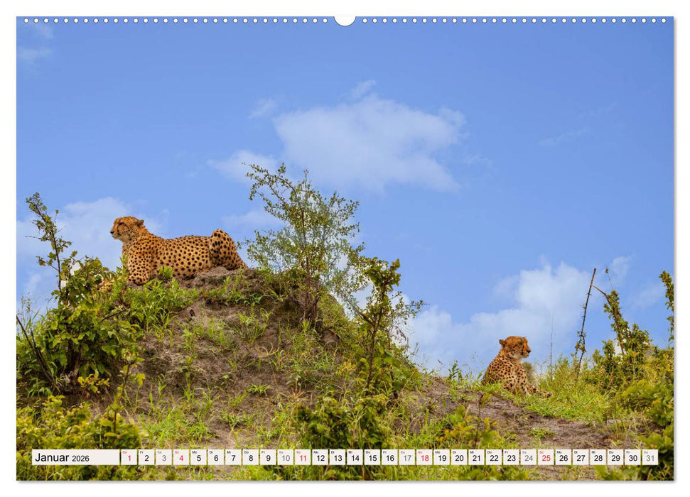 Afrikas wilde Katzen (CALVENDO Premium Wandkalender 2026)