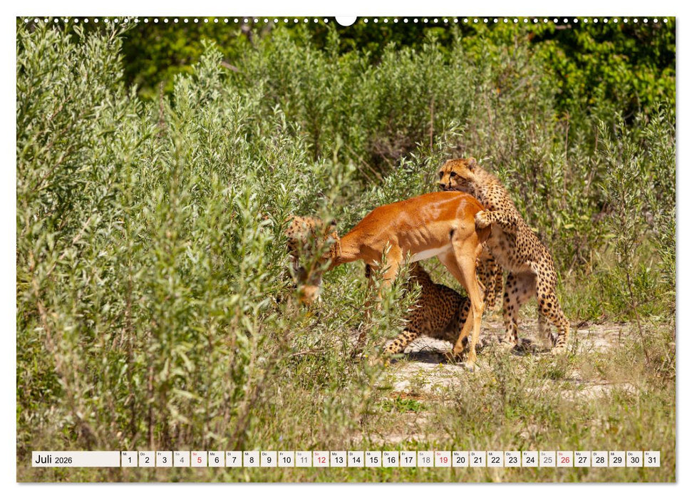 Afrikas wilde Katzen (CALVENDO Premium Wandkalender 2026)