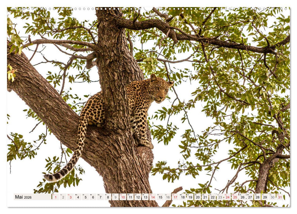 Wildnis Okavango-Delta (CALVENDO Premium Wandkalender 2026)