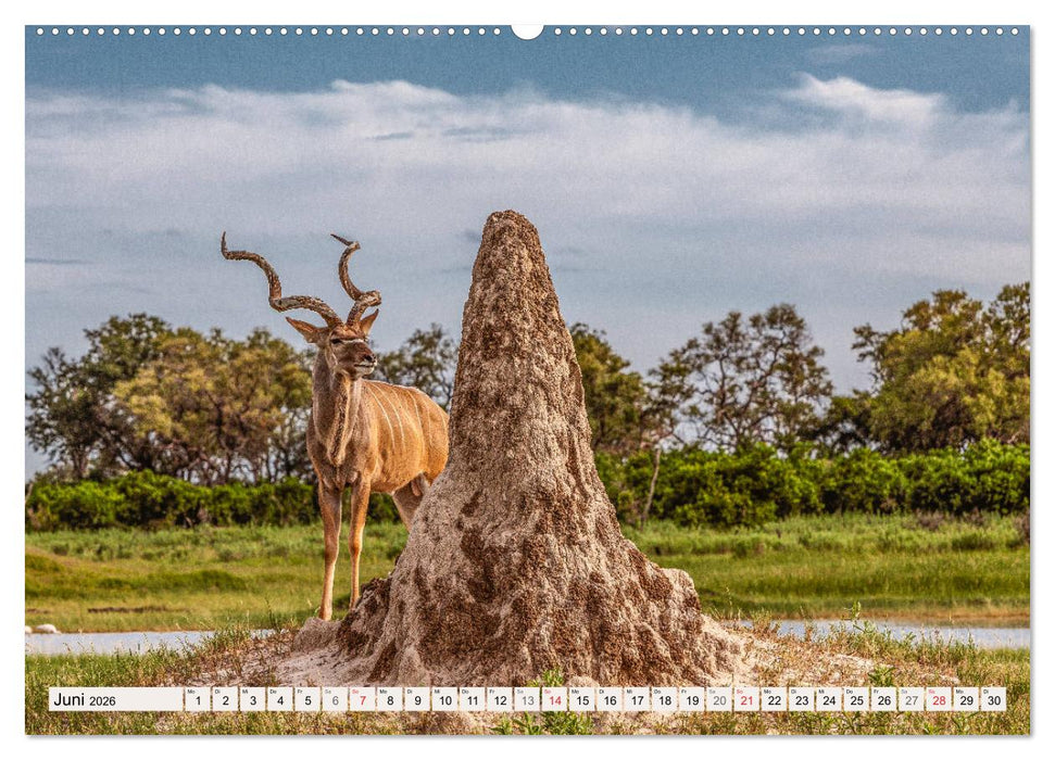 Wildnis Okavango-Delta (CALVENDO Premium Wandkalender 2026)