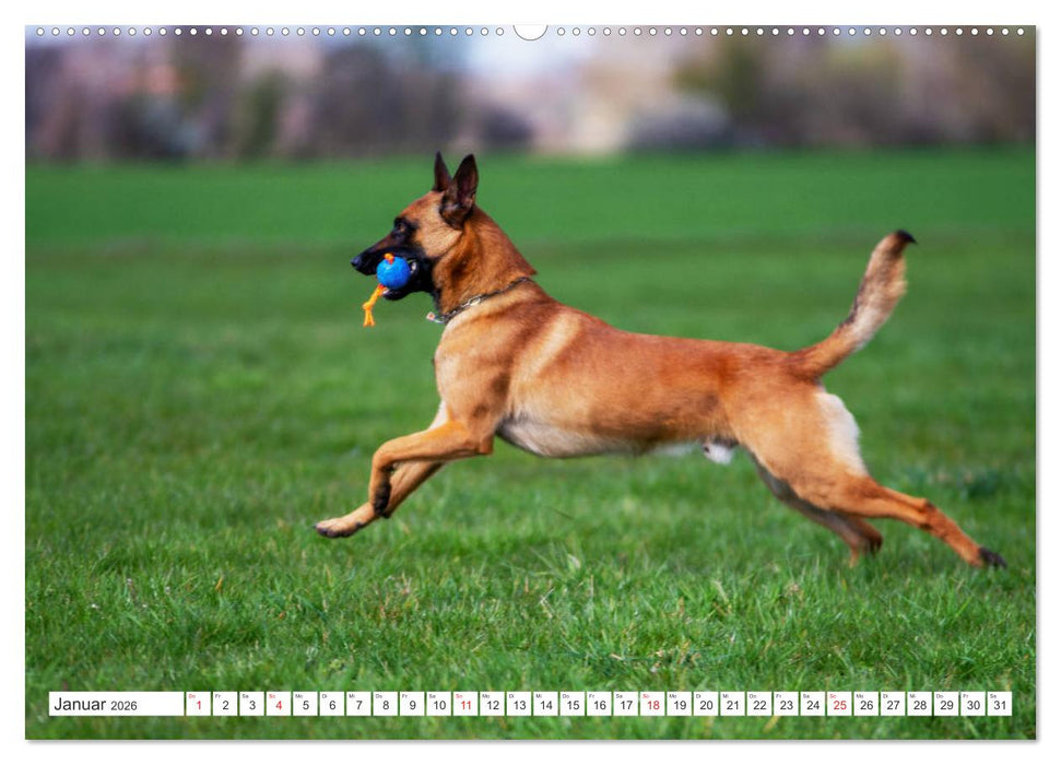Malinois - belgischer Schäferhund (CALVENDO Premium Wandkalender 2026)