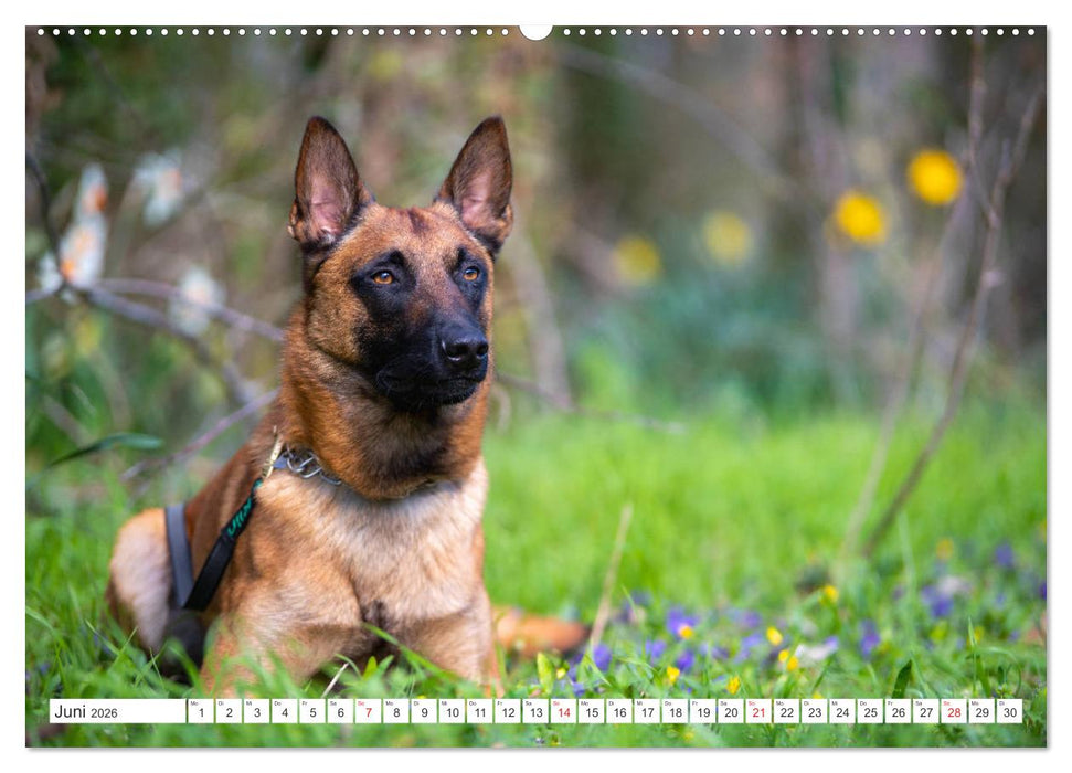 Malinois - belgischer Schäferhund (CALVENDO Premium Wandkalender 2026)