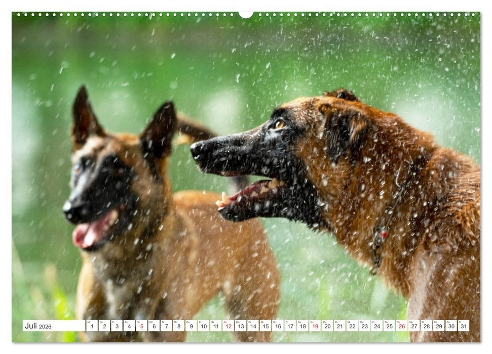 Malinois - belgischer Schäferhund (CALVENDO Premium Wandkalender 2026)