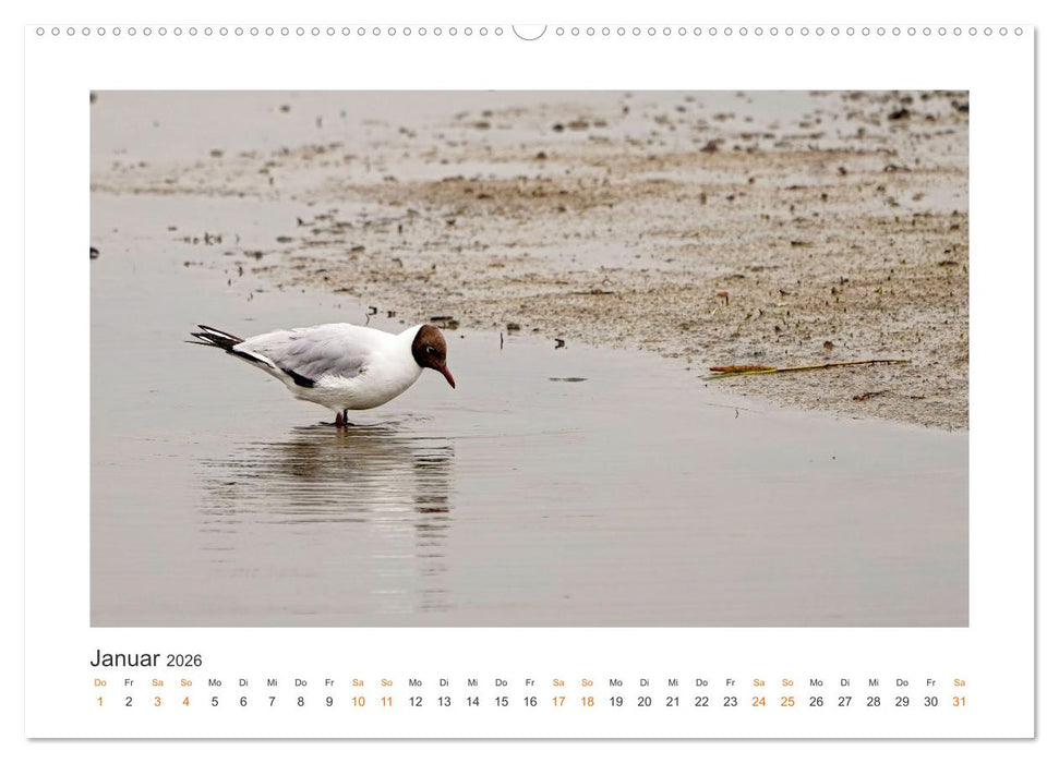 Fehmarn Vogelwelten (CALVENDO Premium Wandkalender 2026)