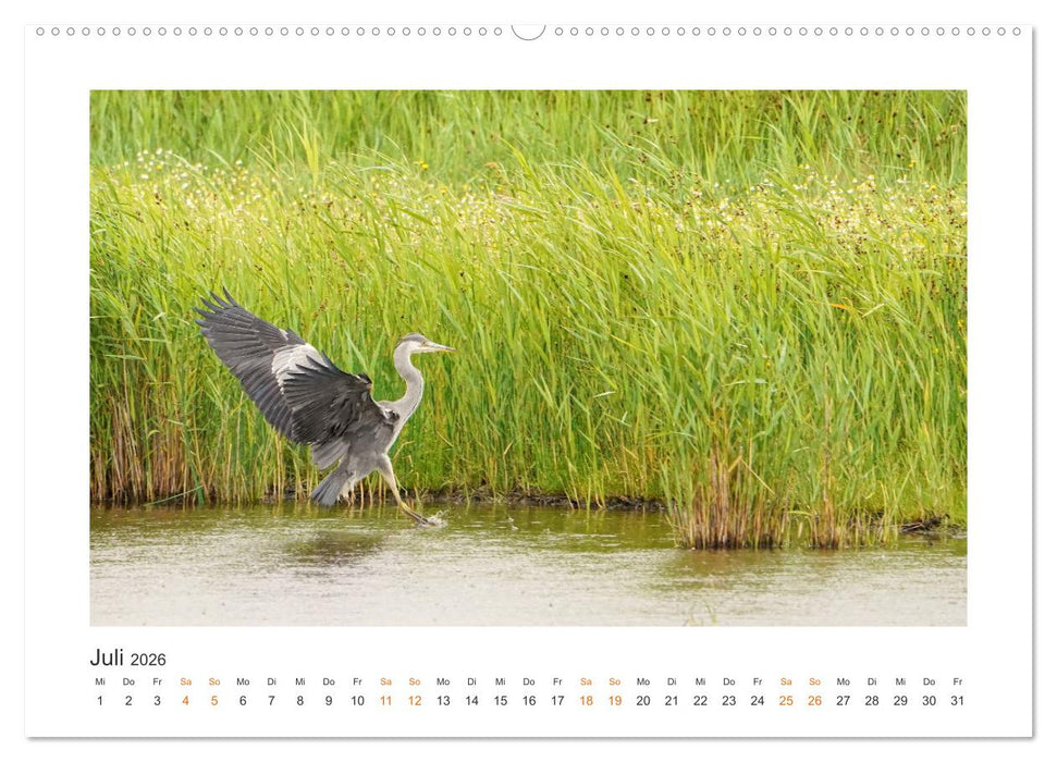 Fehmarn Vogelwelten (CALVENDO Premium Wandkalender 2026)