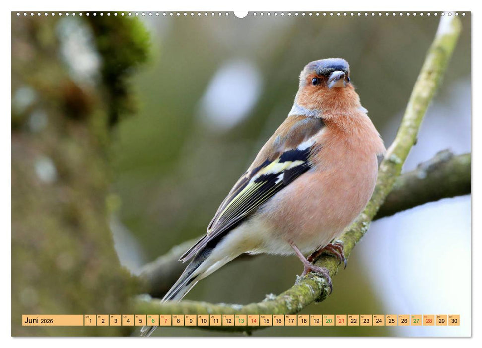 Gefiederte Gesellen - Vögel aus Wald und Garten (CALVENDO Premium Wandkalender 2026)