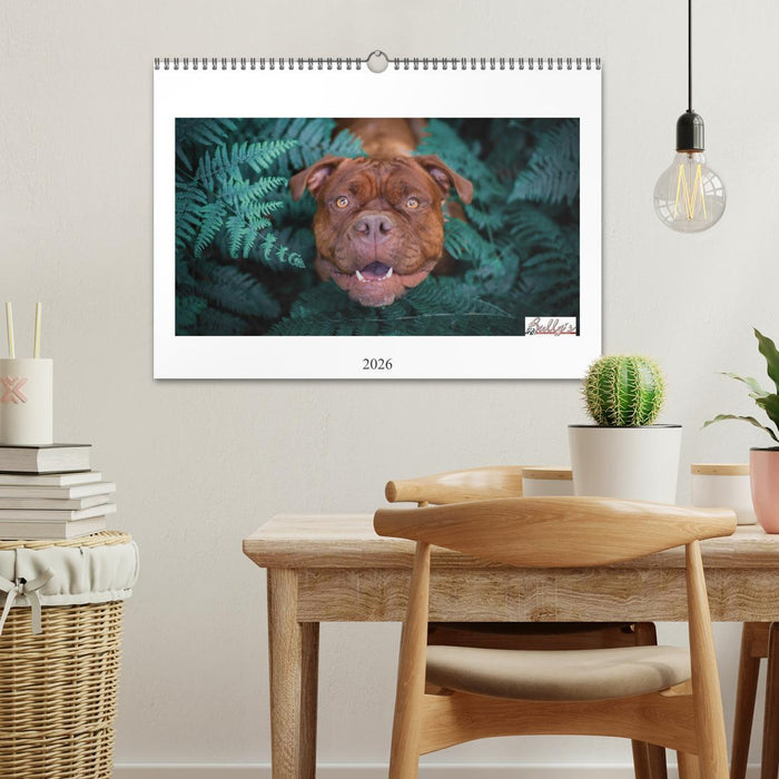 Wunderschöne Bulldoggen (CALVENDO Wandkalender 2026)