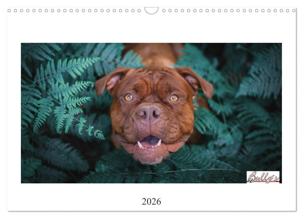 Wunderschöne Bulldoggen (CALVENDO Wandkalender 2026)