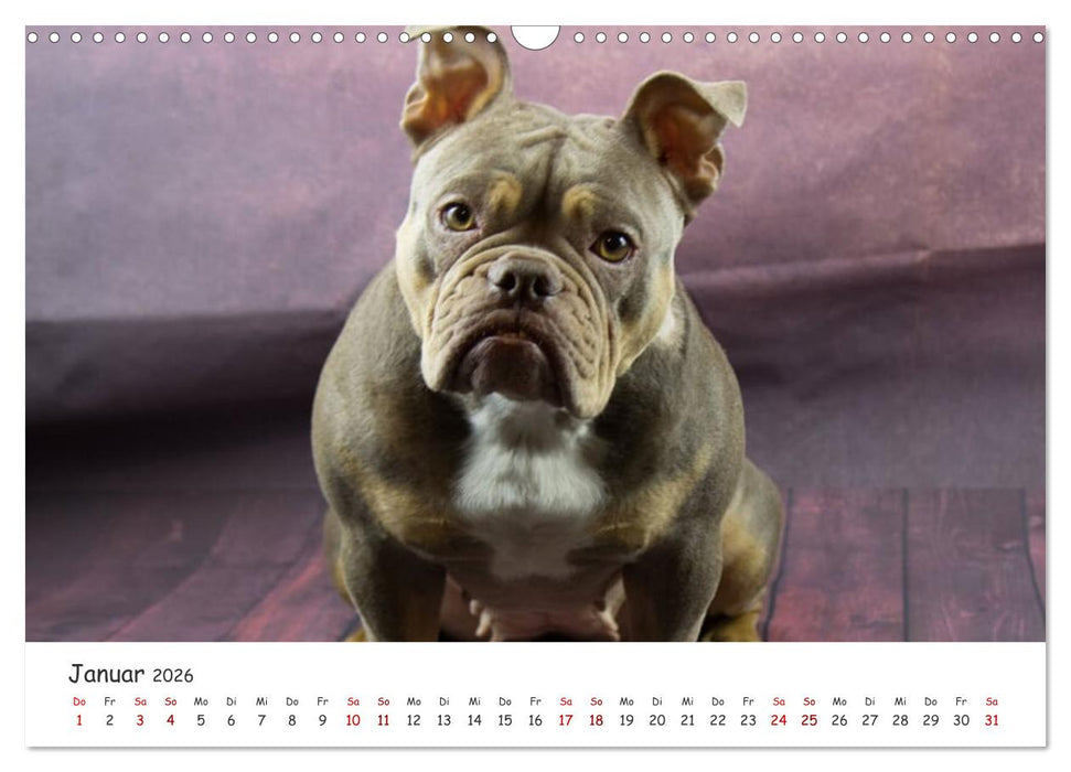 Wunderschöne Bulldoggen (CALVENDO Wandkalender 2026)