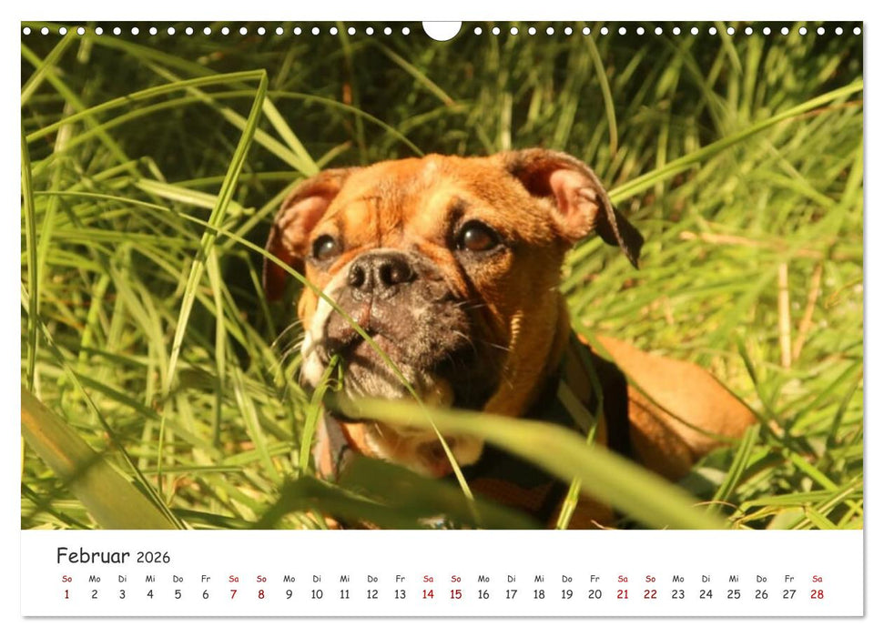 Wunderschöne Bulldoggen (CALVENDO Wandkalender 2026)