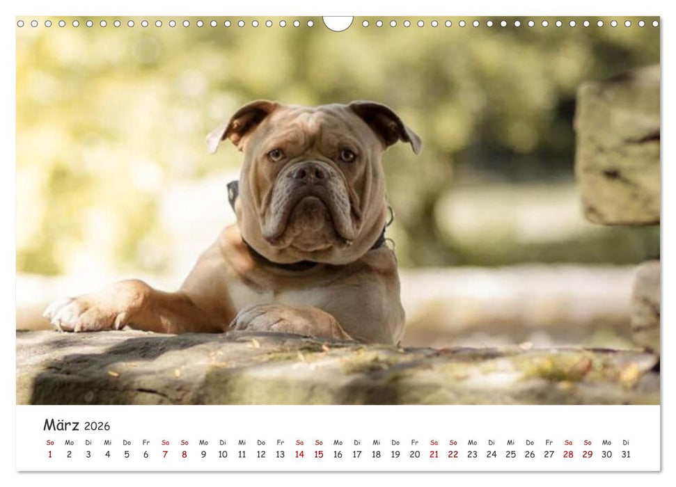 Wunderschöne Bulldoggen (CALVENDO Wandkalender 2026)