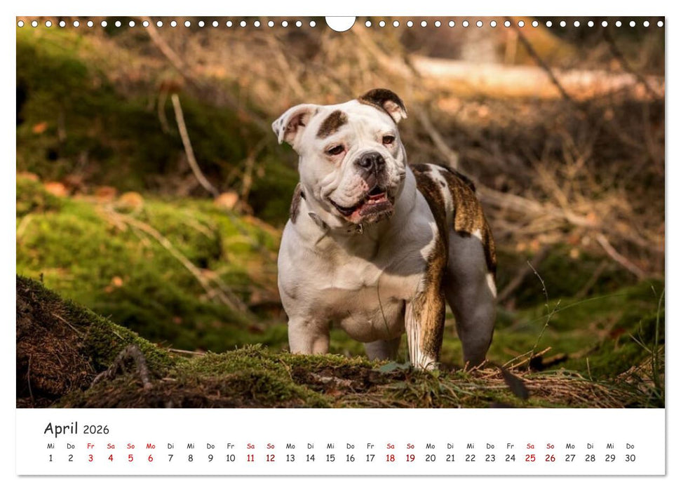 Wunderschöne Bulldoggen (CALVENDO Wandkalender 2026)
