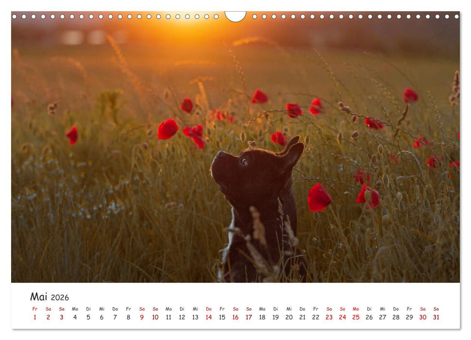Wunderschöne Bulldoggen (CALVENDO Wandkalender 2026)