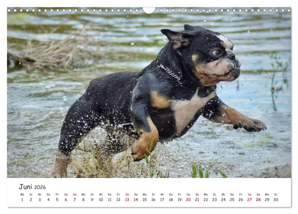 Wunderschöne Bulldoggen (CALVENDO Wandkalender 2026)