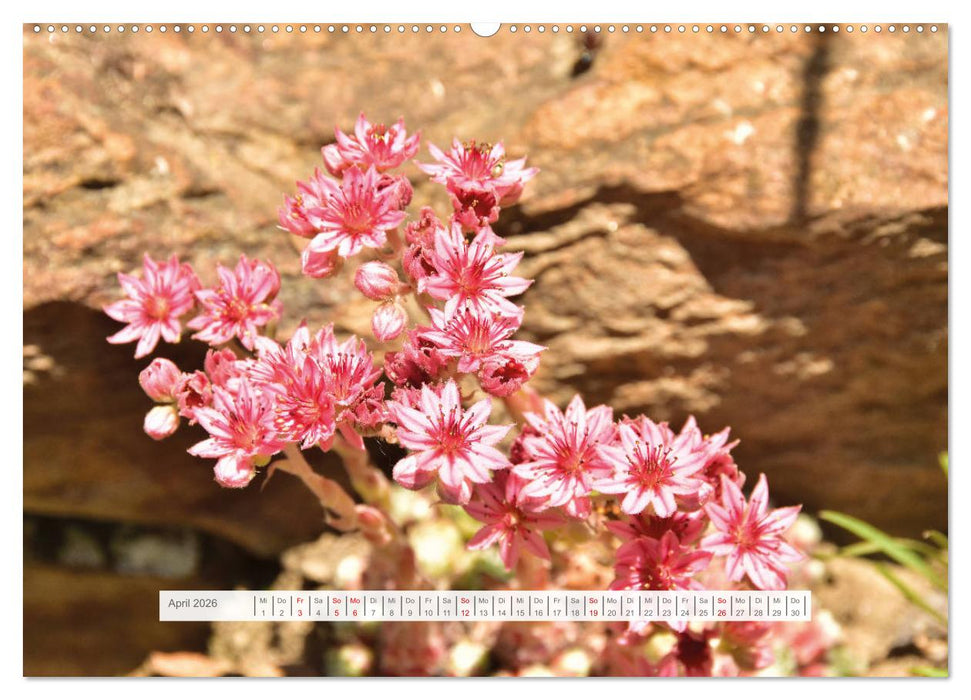 Sommer im Vinschgau (CALVENDO Wandkalender 2026)