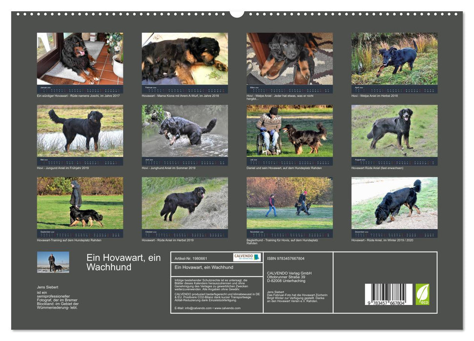 Ein Hovawart, ein Wachhund (CALVENDO Premium Wandkalender 2026)
