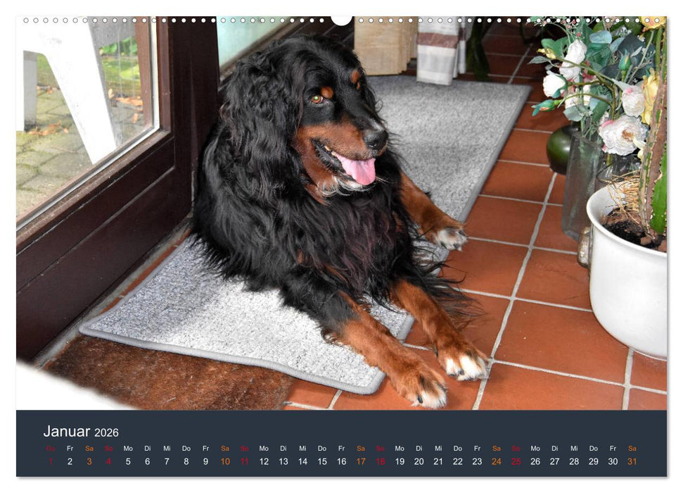 Ein Hovawart, ein Wachhund (CALVENDO Premium Wandkalender 2026)