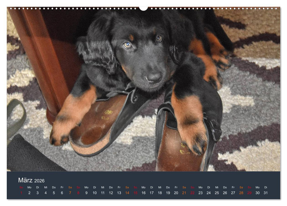 Ein Hovawart, ein Wachhund (CALVENDO Premium Wandkalender 2026)