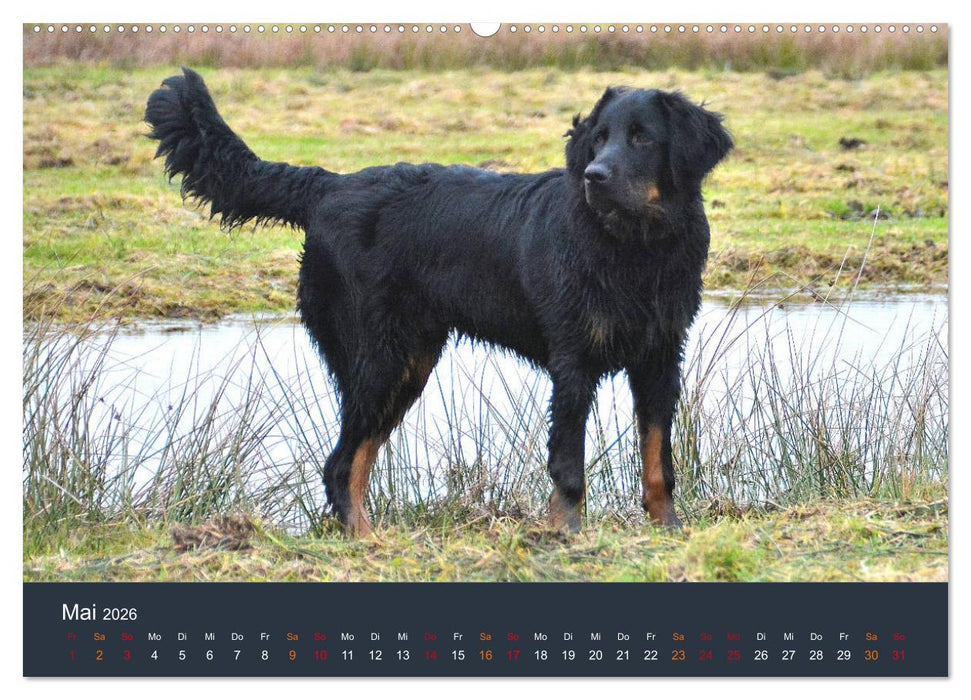 Ein Hovawart, ein Wachhund (CALVENDO Premium Wandkalender 2026)