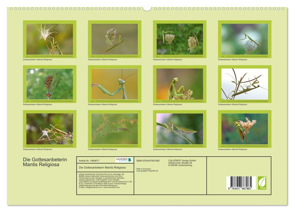 Die Gottesanbeterin Mantis Religiosa (CALVENDO Premium Wandkalender 2026)