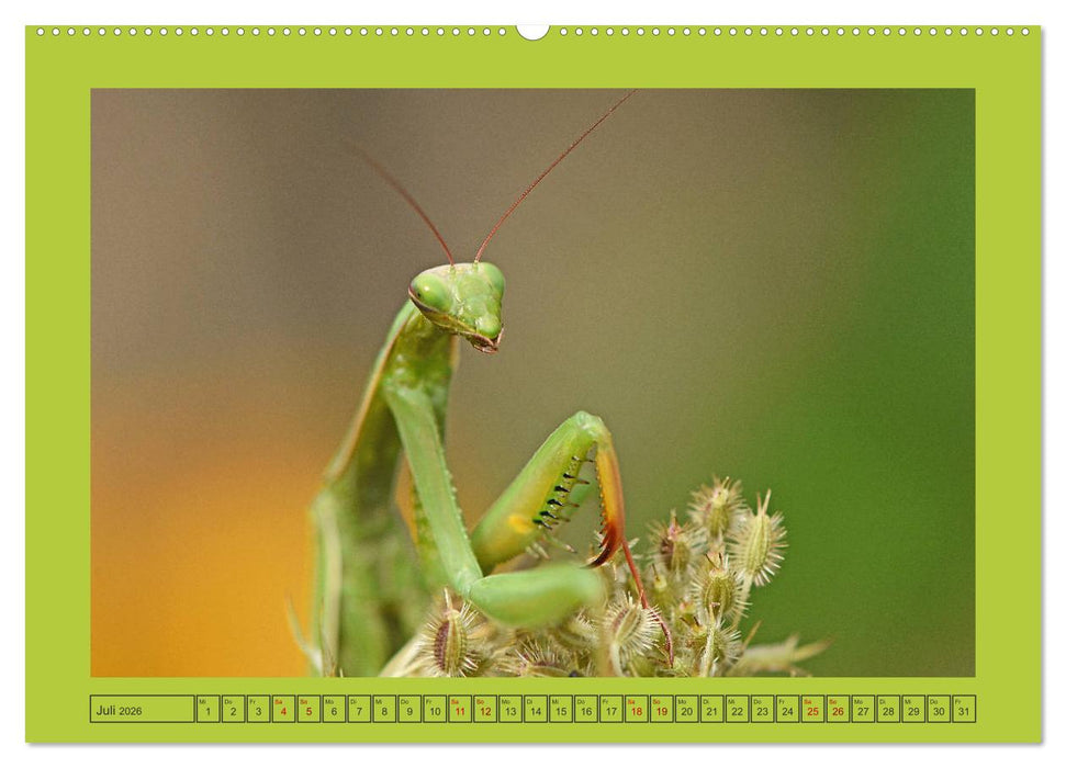 Die Gottesanbeterin Mantis Religiosa (CALVENDO Premium Wandkalender 2026)
