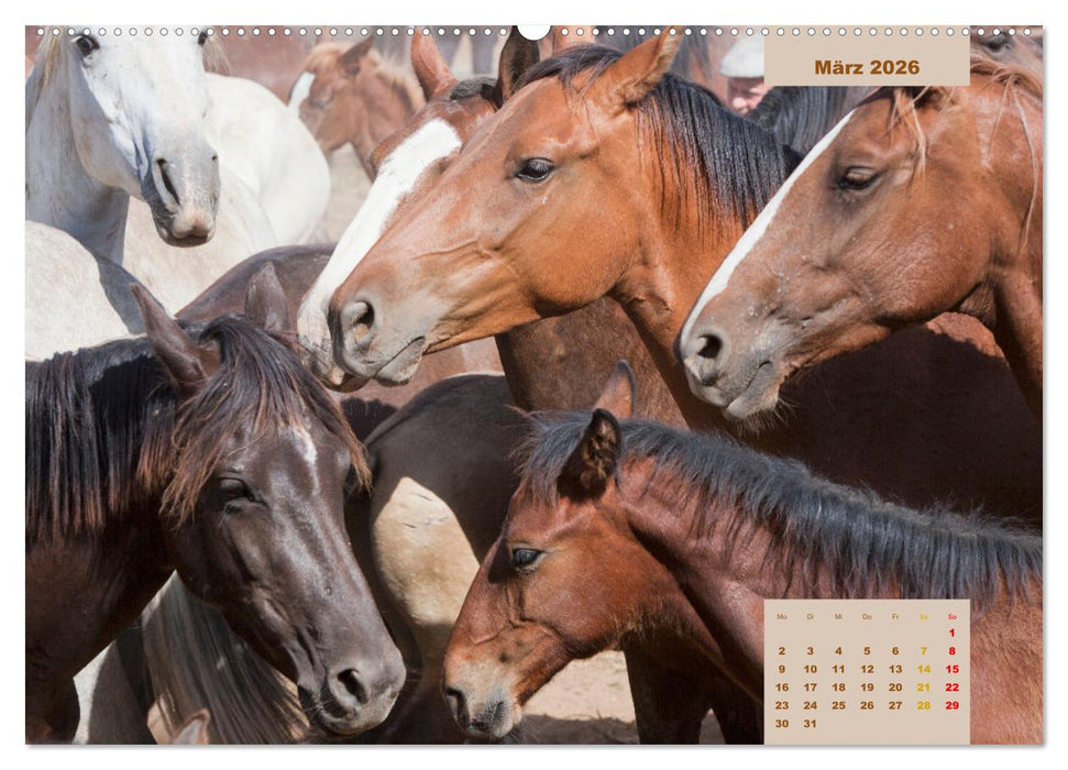 Pferde - Andalusiens wilder Westen (CALVENDO Wandkalender 2026)