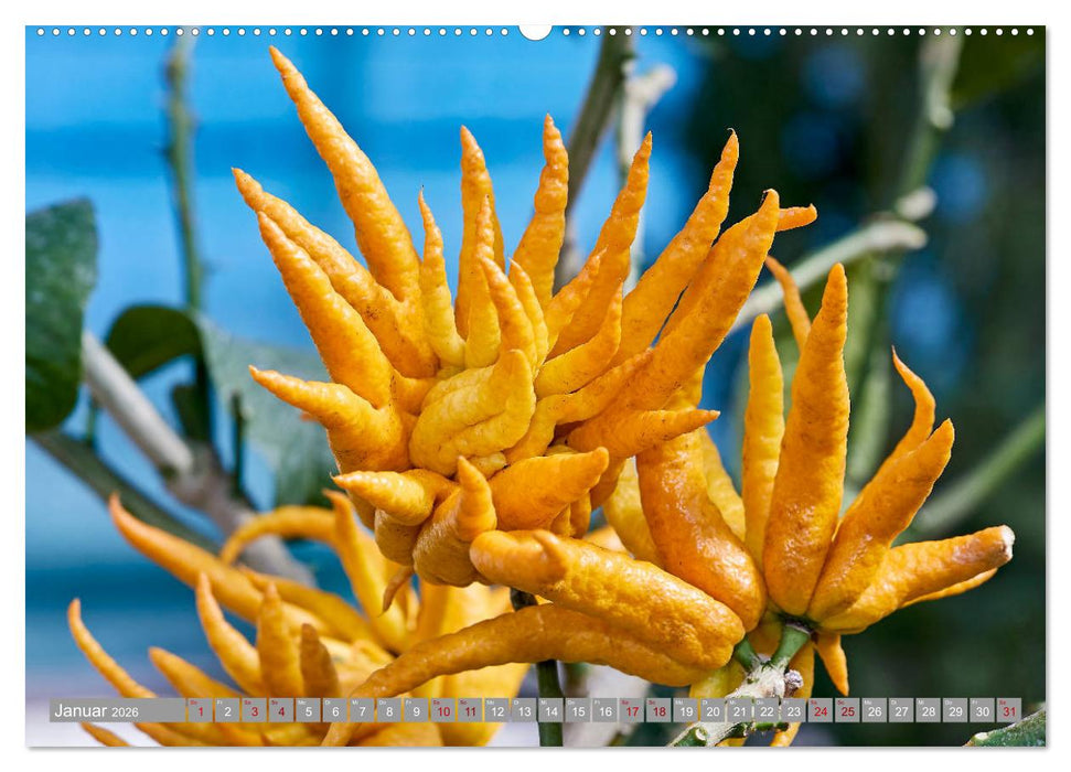 Bio Zitrus Garten (CALVENDO Premium Wandkalender 2026)