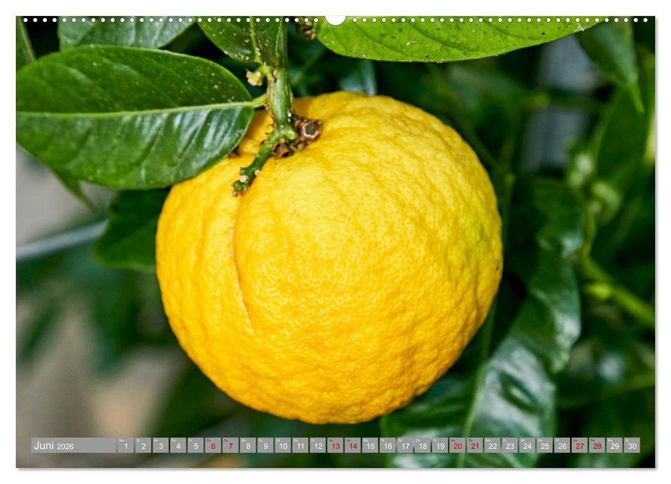 Bio Zitrus Garten (CALVENDO Premium Wandkalender 2026)