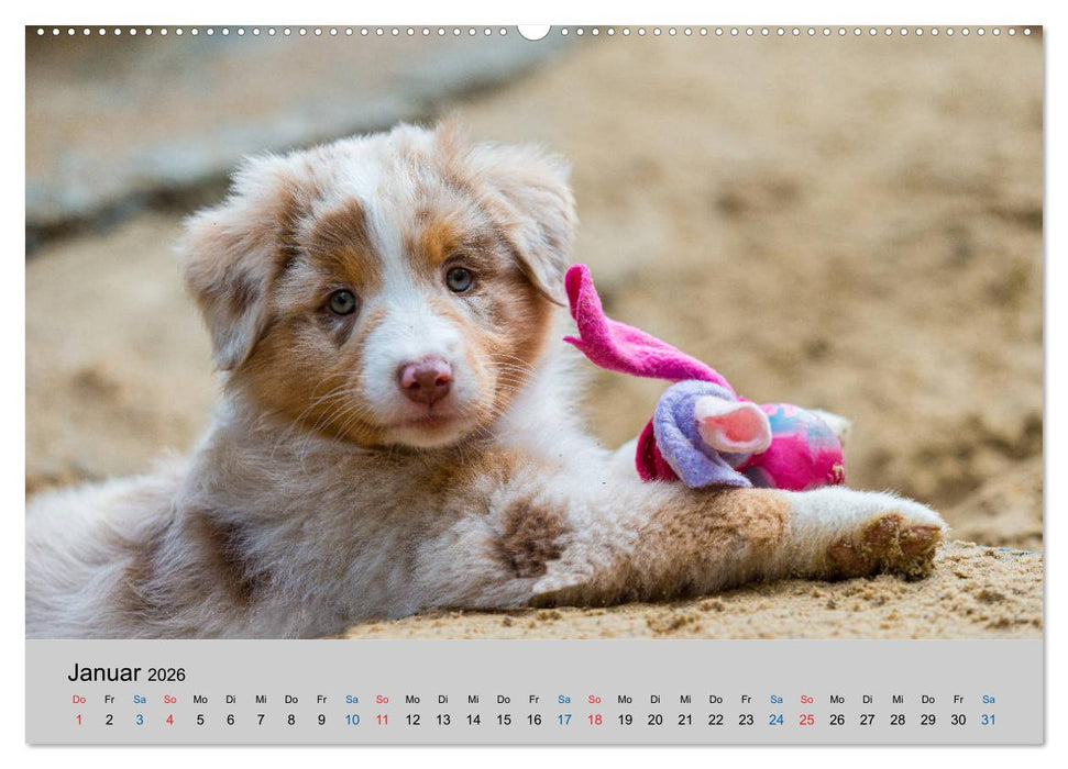 Australian Shepherd Welpen 2026 (CALVENDO Premium Wandkalender 2026)