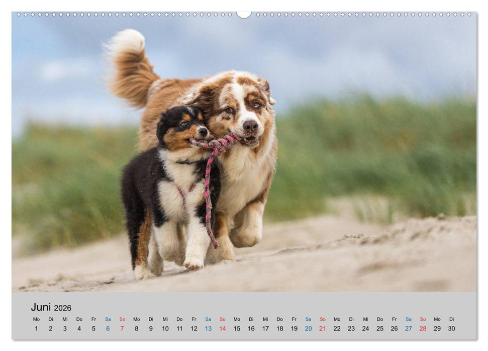 Australian Shepherd Welpen 2026 (CALVENDO Premium Wandkalender 2026)