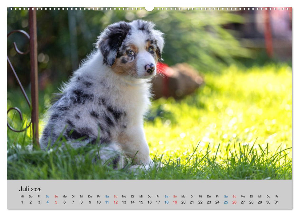 Australian Shepherd Welpen 2026 (CALVENDO Premium Wandkalender 2026)