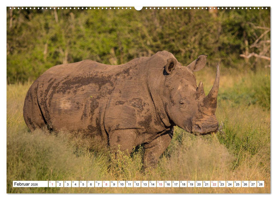 Wunderwelt der Tiere - Südafrika (CALVENDO Premium Wandkalender 2026)
