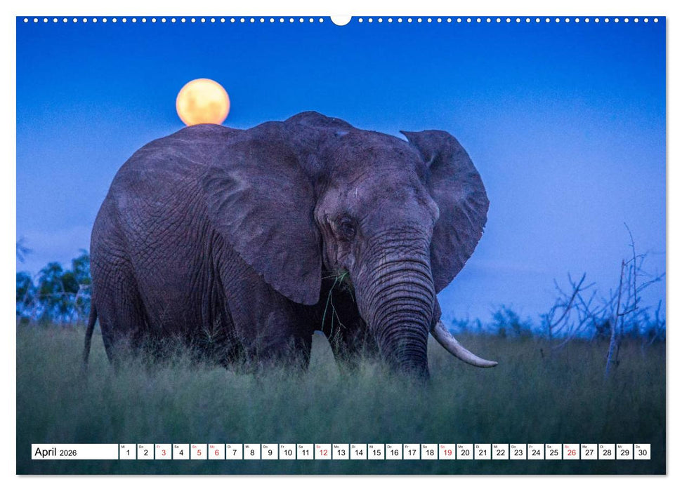 Wunderwelt der Tiere - Südafrika (CALVENDO Premium Wandkalender 2026)