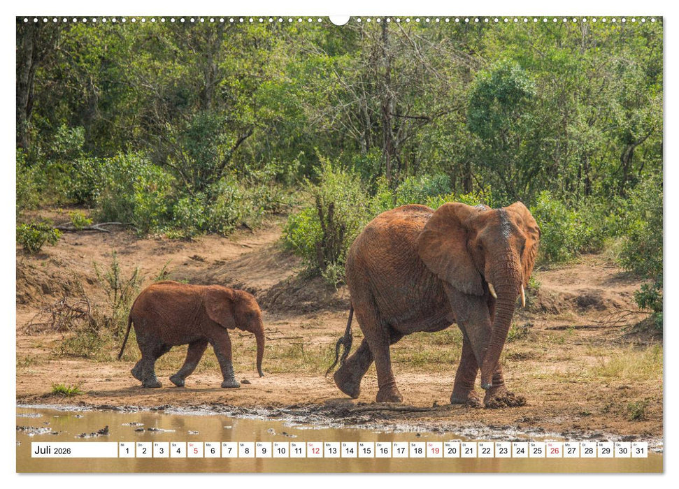 Wunderwelt der Tiere - Südafrika (CALVENDO Premium Wandkalender 2026)