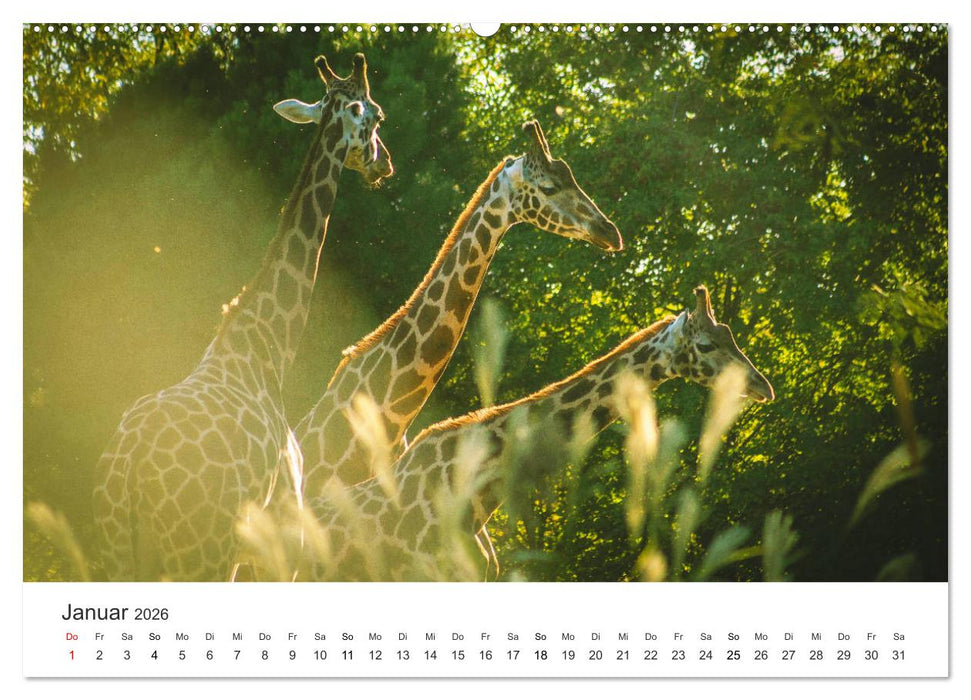 Safari durch Afrika (CALVENDO Premium Wandkalender 2026)