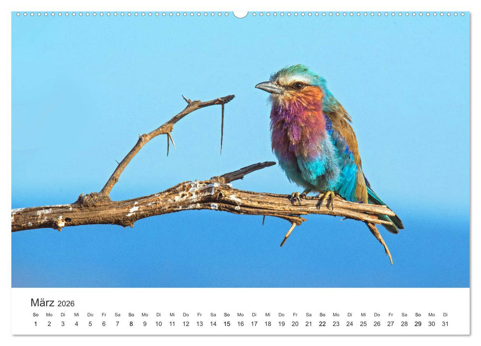 Safari durch Afrika (CALVENDO Premium Wandkalender 2026)