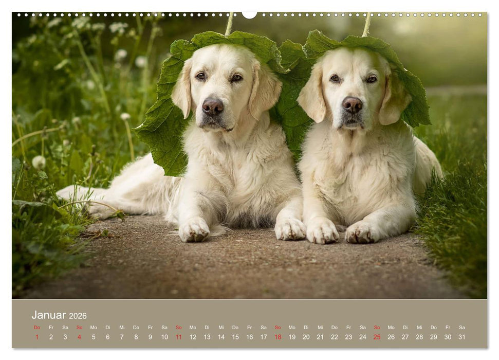 Grace und Cuba - Das verrückte Leben der Golden Girls (CALVENDO Premium Wandkalender 2026)