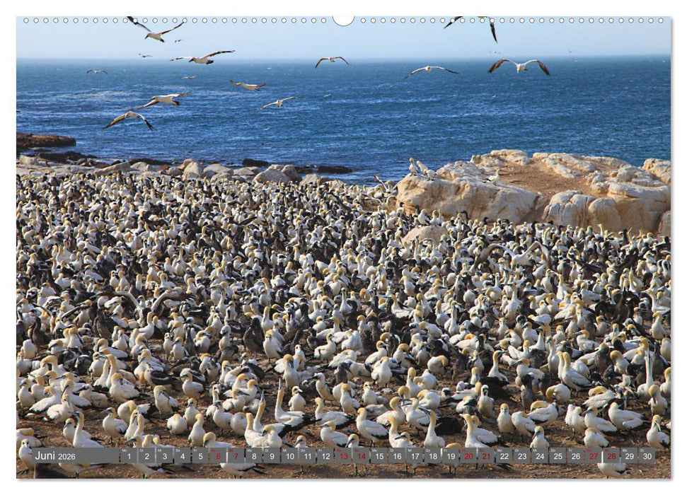 Unterwegs in Südafrika- von Kapstadt ins Richtersveld (CALVENDO Premium Wandkalender 2026)