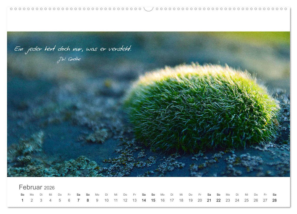 Rendezvous im Park (CALVENDO Premium Wandkalender 2026)