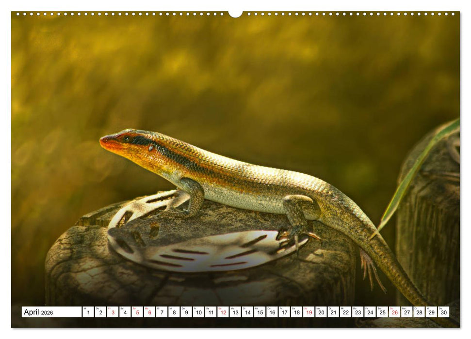 Namibia & Botswana (CALVENDO Premium Wandkalender 2026)