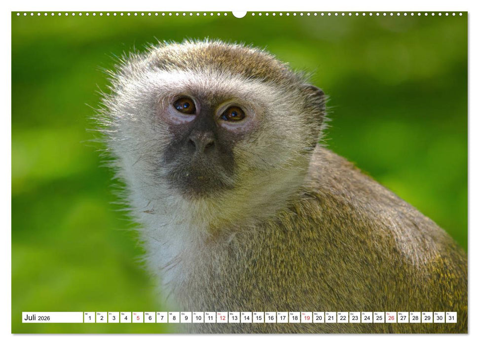 Namibia & Botswana (CALVENDO Premium Wandkalender 2026)