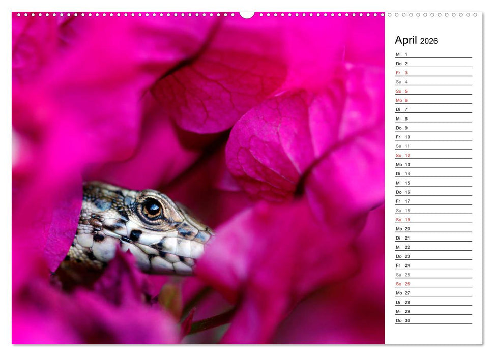 Wildromatisches Korsika (CALVENDO Premium Wandkalender 2026)