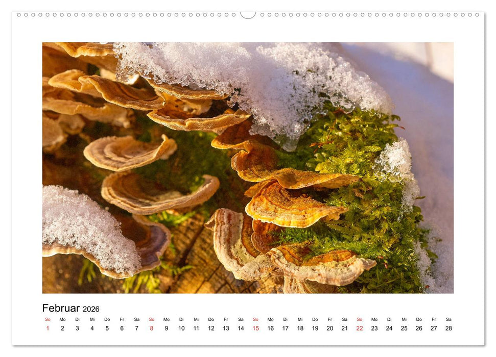 Der Wald im Laufe des Jahres (CALVENDO Premium Wandkalender 2026)