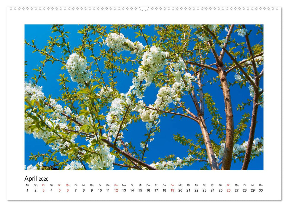 Der Wald im Laufe des Jahres (CALVENDO Premium Wandkalender 2026)