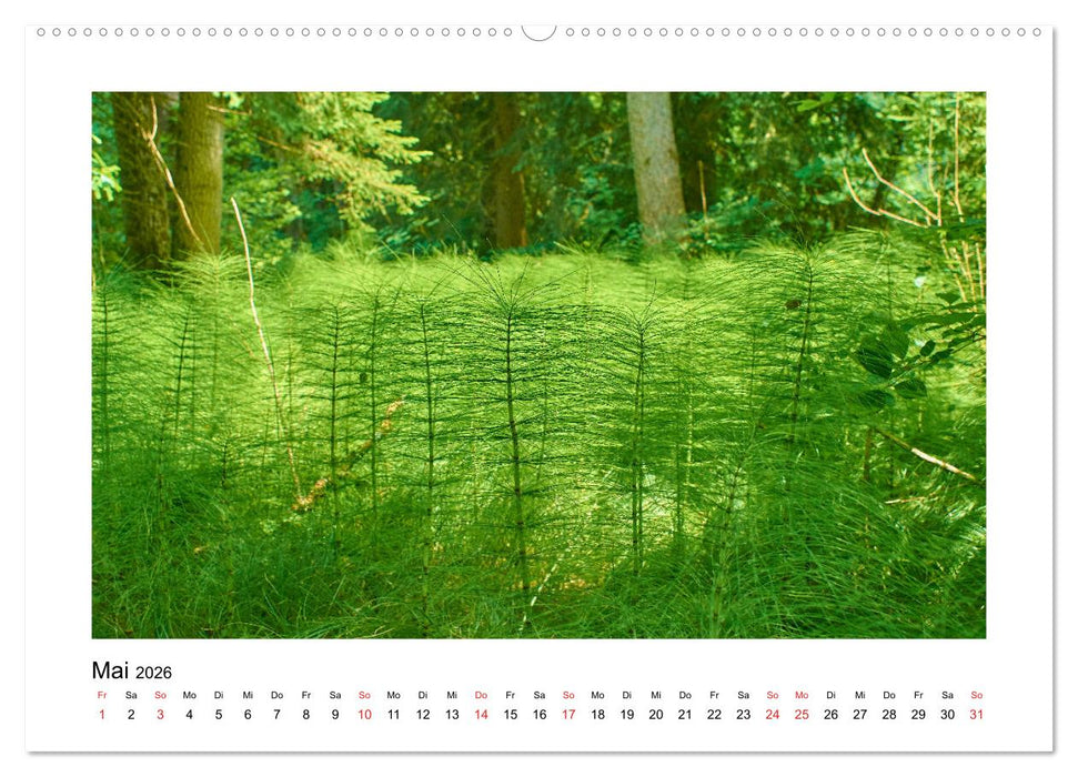 Der Wald im Laufe des Jahres (CALVENDO Premium Wandkalender 2026)