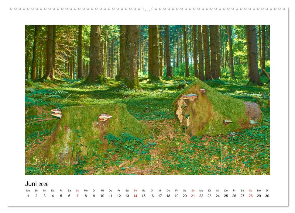 Der Wald im Laufe des Jahres (CALVENDO Premium Wandkalender 2026)